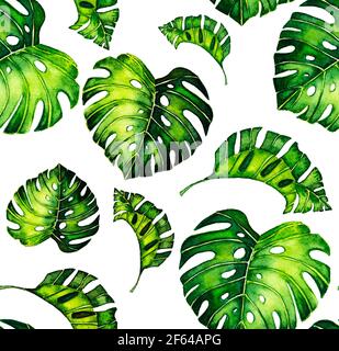Nahtlose Muster der Blätter Monstera. Tropische Blätter der Palme. Hintergrund Stockfoto