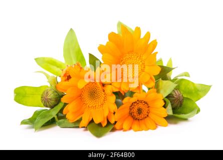 Bunte helle Muster von orangen Ringelblumen auf weißem Hintergrund. Flach liegend, Draufsicht, natürlicher Hintergrund Stockfoto