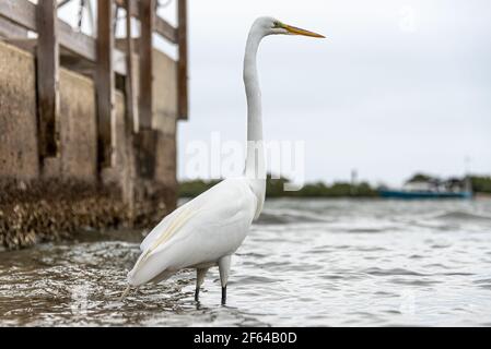 Großer Reiher (Ardea alba), der an der Küste von Salt Run am Anastasia Leuchtturm Bootsrampe auf Anastasia Insel in St. Augustine, FL. Stockfoto