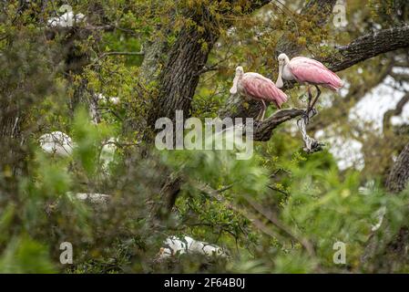 Roseatlöffler (Platalea ajaja) und nistende Reiher (Ardea alba) bei einem Watvogel-Rookery in St. Augustine, Florida. (USA) Stockfoto