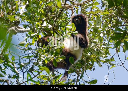 Milne-Edwards' Sifaka (Propithecus edwardsi) - Ranomafana, Madagaskar Stockfoto