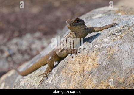 Duméril-Madagaskar-Swift oder Madagaskar-gefleckte stachelige Leguane (Opurus quadrimaculatus) - Madagaskar Stockfoto