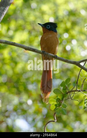 Madagaskar Paradies-Fliegenfänger (Terpsiphone mutata) - Madagaskar Stockfoto