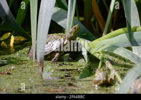 Spanische Teichschildkröte (Mauremys leprosa) - Südfrankreich Stockfoto