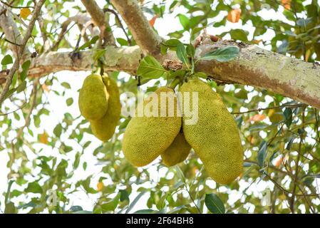 Jackfrucht auf Jackfrucht-Bäumen hängen an einem Ast hinein Der tropische Obstgarten im Sommer Stockfoto