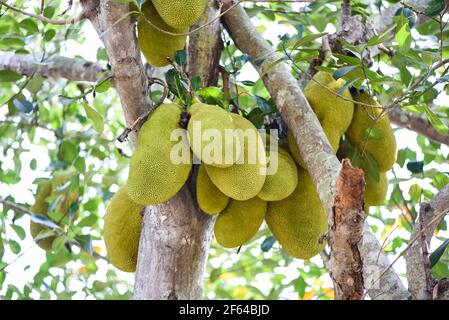 Jackfrucht auf Jackfrucht-Bäumen hängen an einem Ast hinein Der tropische Obstgarten im Sommer Stockfoto