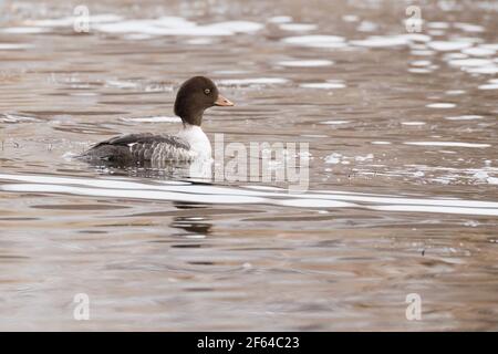 Selten im Osten der Vereinigten Staaten, eine weibliche Barrow's Goldeneye (Bucephala islandica) auf einem Teich in Long Island, New York Stockfoto