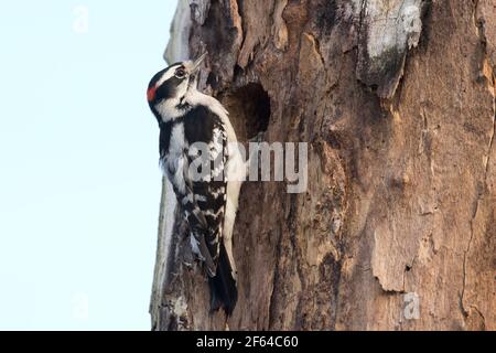 Erwachsener Specht (Dryobates pubescens) auf einem Baum in Long Island, New York Stockfoto