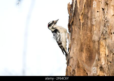 Erwachsener Specht (Dryobates pubescens) auf einem Baum in Long Island, New York Stockfoto