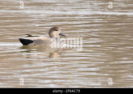 Erwachsener männlicher Gadwall (Mareca strepera), der auf einem See in Long Island, New York, schwimmt Stockfoto