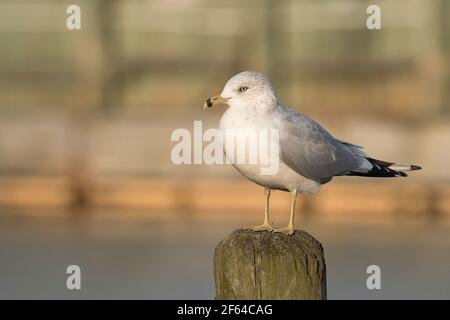 Nicht-brütende Erwachsene Ringschnabelmöwe (Larus delawarensis), die auf einem Anhäufung in Long Island, New York, thront Stockfoto