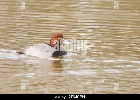 Rotschopf (Aythya americana) Ente schwimmen auf See in Long Island, New York Stockfoto