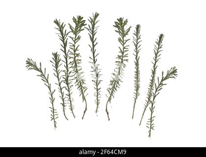 Herbarium. Getrocknete Kräuter. Zusammensetzung der Gras auf einem weißen Hintergrund. Stockfoto