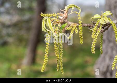 Weibchen der grünen Jägerspinne (Micrommata virescens) am Frühfrühlingszweig von Quercus acutissima (27th. März 2021), Isehara City, Kanagawa, Japan Stockfoto