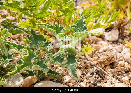 Eccallium ist eine Gattung von blühenden Pflanzen in der Familie Cucurbitaceae mit einer einzigen Art, Eccallium elaterium, auch als die squirting cucum Stockfoto