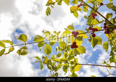 Blick auf die roten Beeren eines Dogwaldes auf Zweigen Stockfoto