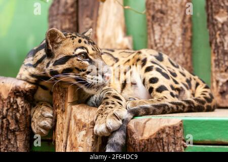 Nahaufnahme eines Ozelots - Leopardus pardalis - auf einem Ast. Die wilde Katze starrt weg von der Kamera. Hochwertige Fotos Stockfoto