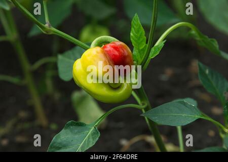 Pfeffer reift auf dem Busch auf dem Gemüsebett im Freien. Verformung der Oberfläche in den Wachstumsphasen. Paprika Krankheiten. Süße grüne Frucht ar Stockfoto