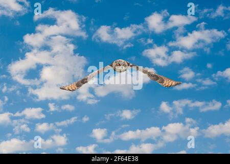 Eine Eurasische Eule oder Euleneule. Fliegt mit ausgebreiteten Flügeln gegen einen blau-weiß getrübten Himmel. Rote Augen starren Sie an, während er jagt. Frisches CO Stockfoto