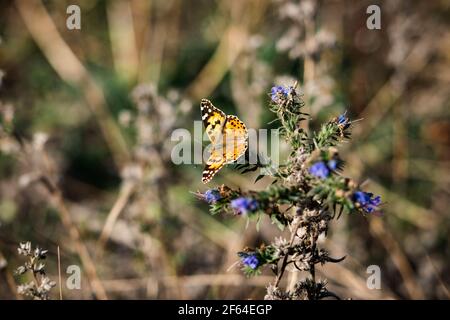 Schöner Schmetterling sitzt auf blauen Blütensprossen im Frühherbst dunst Stockfoto