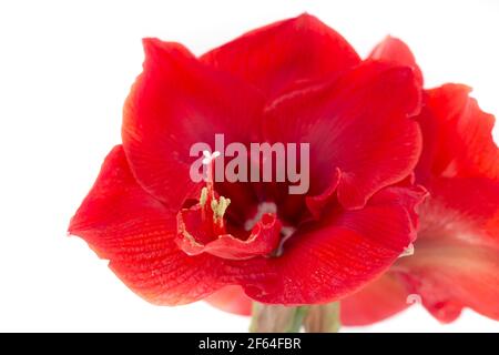 Blühende rote Amaryllis Blume Stockfoto