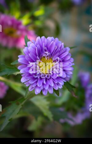 Eine schöne Nahaufnahme von violetten Aster Blume in einem Baum mit einem verschwommenen Hintergrund. Stockfoto