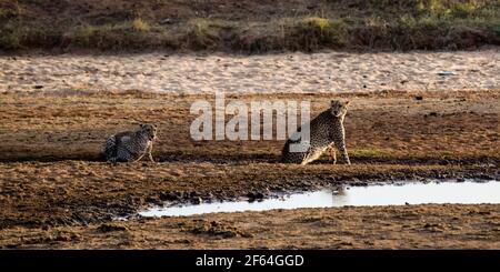 gepard im tsavo Ost Nationalpark Stockfoto