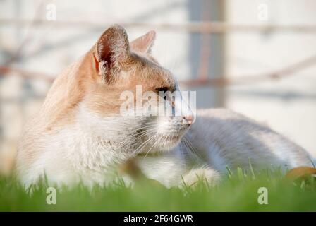 Orange Katze versteckt sich auf grünem Gras Stockfoto