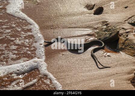 Wasserschlange am Strand unter den Menschen. Gefährliche Schlange kroch zum Strand. Stockfoto