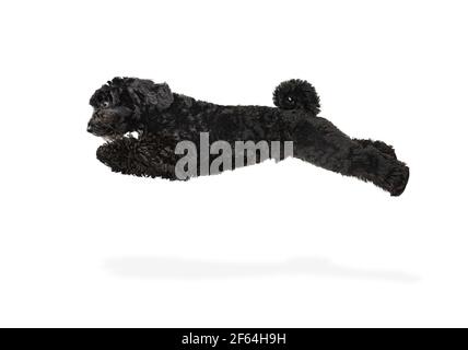 Junge schwarze Labradoodle spielen isoliert auf weißem Studiohintergrund Stockfoto