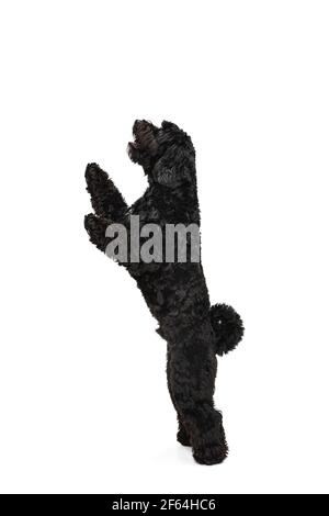 Junge schwarze Labradoodle spielen isoliert auf weißem Studiohintergrund Stockfoto