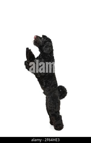 Junge schwarze Labradoodle spielen isoliert auf weißem Studiohintergrund Stockfoto