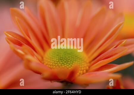 Chrysantheme Makro orange Blume Herbst. Abstrakter natürlicher Hintergrund von Blütenblättern. Schöne Blumen blühten im Garten. Layout für Hintergrundbilder, postc Stockfoto