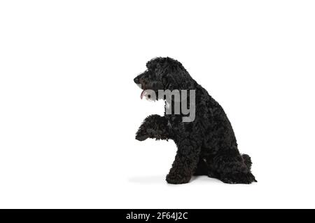 Junge schwarze Labradoodle spielen isoliert auf weißem Studiohintergrund Stockfoto