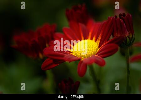 Rote und gelbe Chrysanthemen auf einem verschwommenen Hintergrund Nahaufnahme von oben. Schöne kastanienbraune Chrysanthemen blühen im Garten. Naturtapete Stockfoto