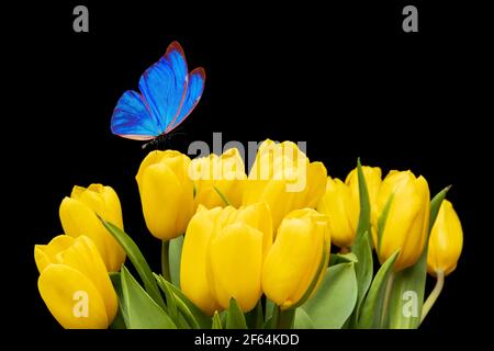 Ein blauer Schmetterling sitzt auf gelben Tulpen auf schwarzem Hintergrund. Blumenstrauß mit einer Motte. Hochwertige Fotos Stockfoto