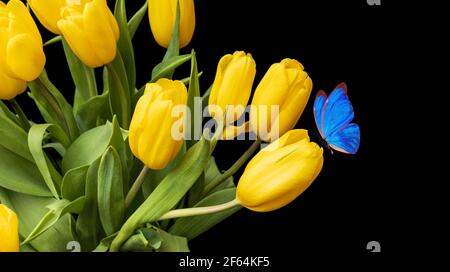 Gelbe Tulpen mit einem sitzenden blauen Schmetterling auf schwarzem Hintergrund. Schönes Bouquet mit gelben Blüten. Farbige tropische Motte. Hochwertige Fotos Stockfoto