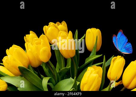 Bouquet von gelben Tulpen mit einem blauen Schmetterling auf schwarzem Hintergrund. Blumen im Garten. Mottenpostkarte. Hochwertige Fotos Stockfoto