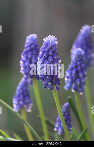 Nahaufnahme einer Gruppe von blauen Muscari armeniacum Blumen, hinterleuchtet in einer natürlichen Umgebung im Freien. Auch bekannt als Traubenhyazinth, mit Kopierraum oben Stockfoto