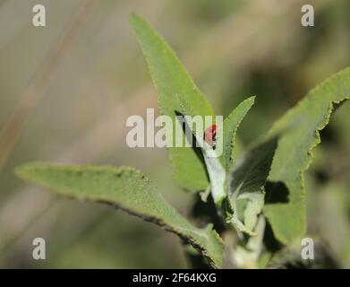 Flora von Gran Canaria - blühender Salvia canariensis, Kanarische Salbei mit natürlichem Makro-floralem Hintergrund Stockfoto