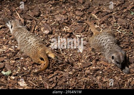 Zwei Erdmännchen (Suricata suricatta) ruhen auf Baumrinde bedecktem Boden, kleines Mungo-Tier in der Familie: Herpestidae, Region: Südafrika Stockfoto