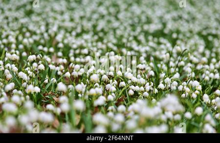 Leucojum vernum, genannt Frühling Schneeflocke Stockfoto