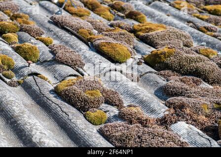 Moos und Algen auf schiefer Dachziegel Stockfoto