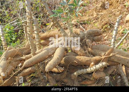 Große Maniok oder Tapioka Pflanze, Gattung Manihot,Cassava im Garten ( in laos ) asien Stockfoto