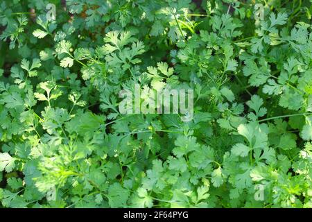 Coriandrum sativum oder Umbelliferae (Korianderpflanzen) im Garten Stockfoto