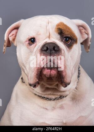 Weiß Farbe Mantel Erwachsene American Bulldog Vorderansicht Porträt Stockfoto