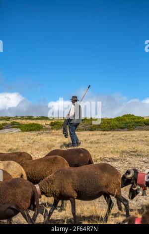 Seia / Serra da Estrela / Portugal - 08 15 2020: Blick auf einen Hirtenmann, der eine Gruppe von Berghüten weidet, die auf dem Feld auf der Serra da Estre grasen Stockfoto