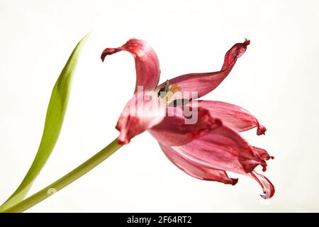 Verwelkte rote Tulpe mit Staubblättern und Blütenblättern auf weißem Hintergrund Stockfoto