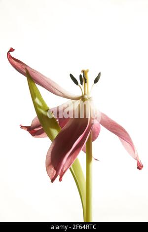Verwelkte rote Tulpe mit Staubblättern und Blütenblättern auf weißem Hintergrund Stockfoto