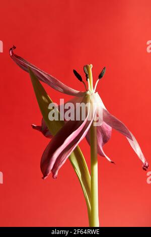 Verwelkte rote Tulpe mit Staubblättern und Blütenblättern auf weißem Hintergrund Stockfoto